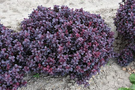 Berberitze THUNBERGA ‚Concorde